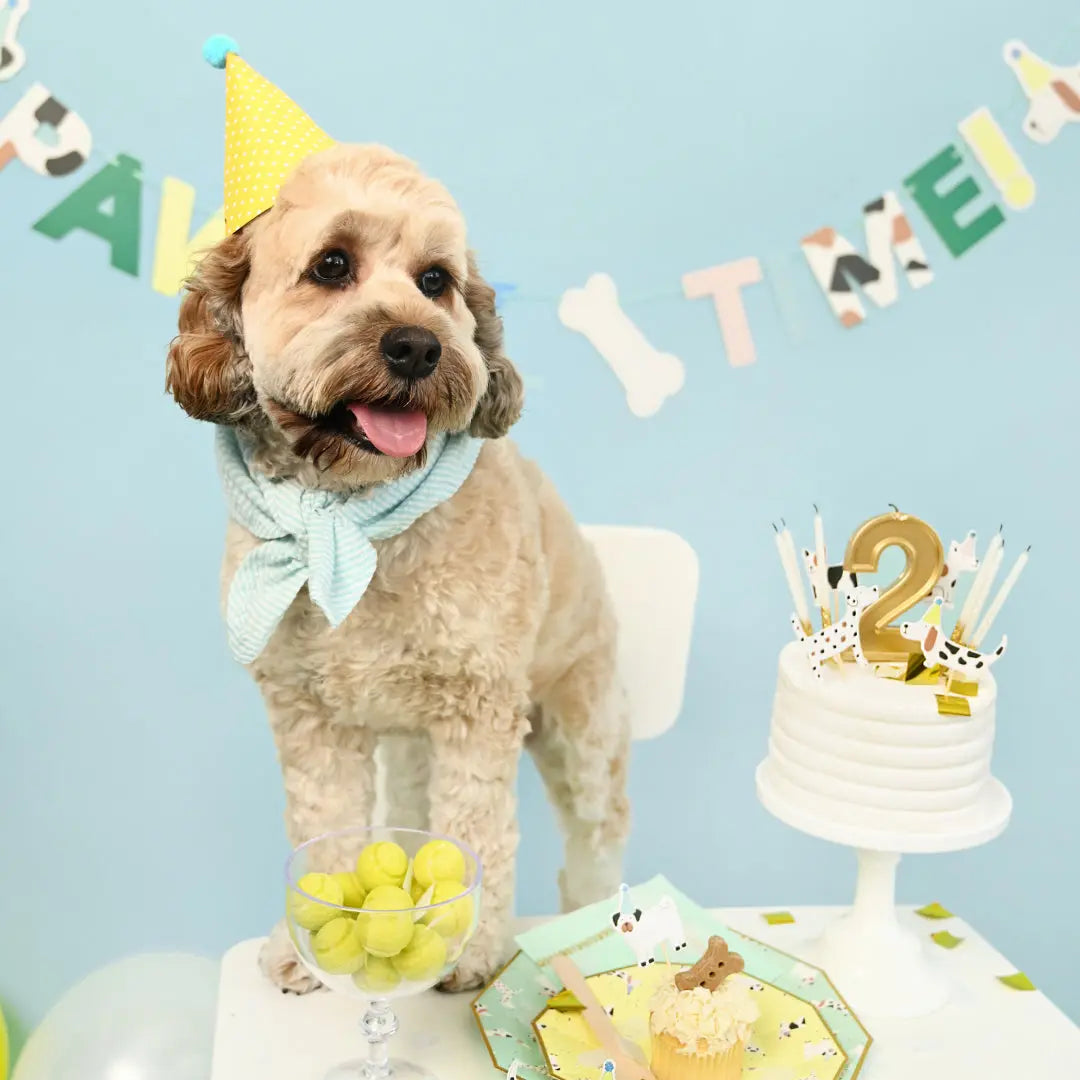 Pawty Time Banner Coterie